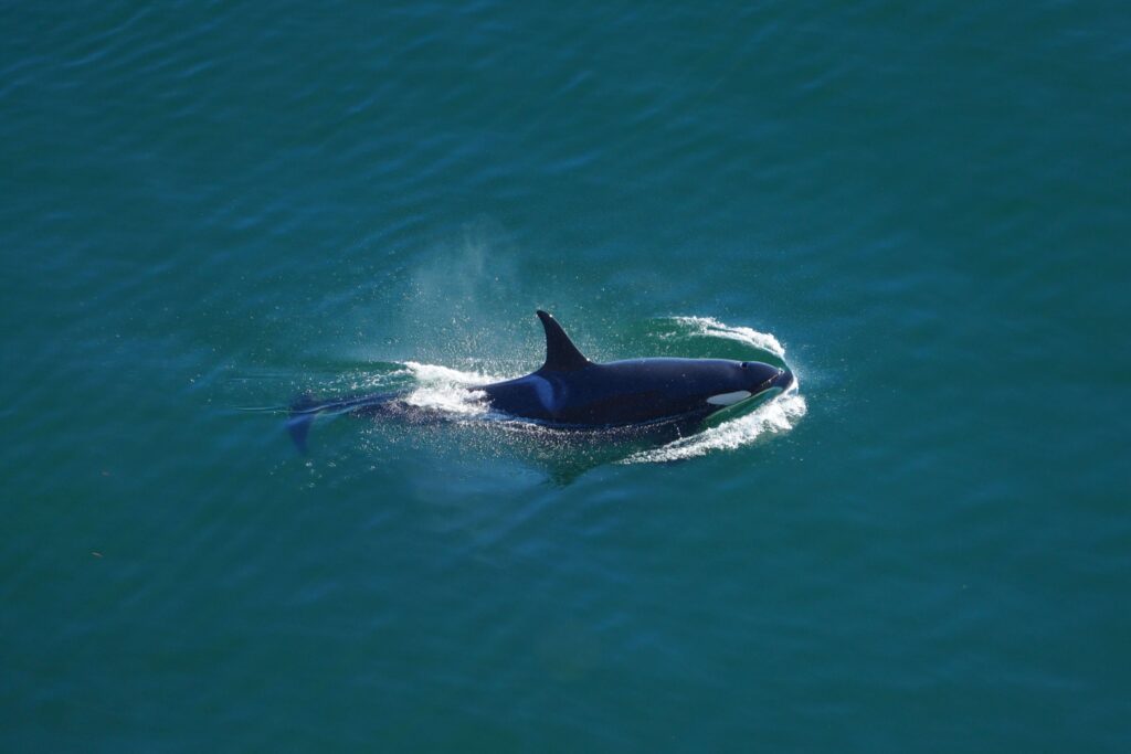Southern Resident killer whales. Photo by Janine McNeilly