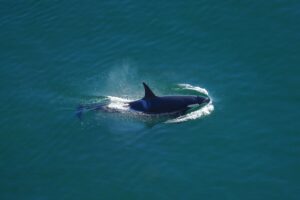 Southern Resident killer whales. Photo by Janine McNeilly